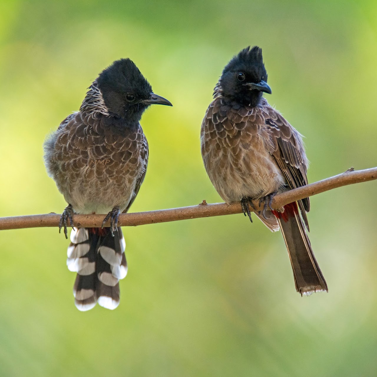 Red-vented bulbul